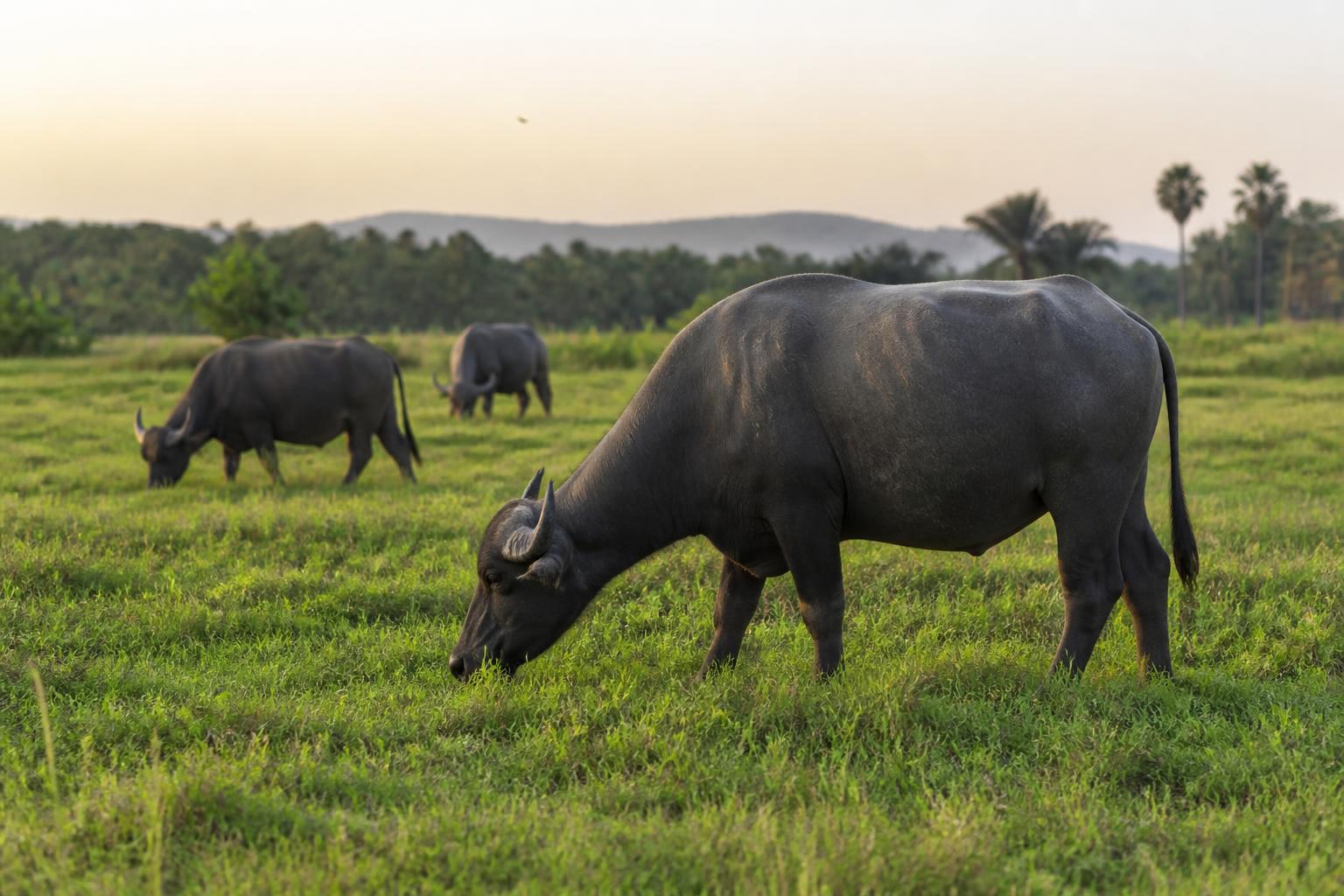 Healthy buffaloes grazing in Indian pastureland